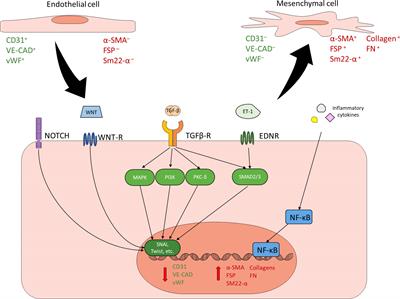 Endothelial-to-mesenchymal transition: An underappreciated mediator of diabetic complications